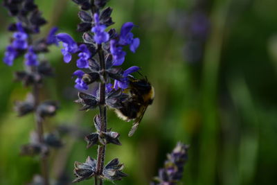 Close-up of bee on purple flower