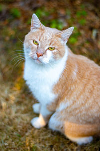 Close-up of a cat