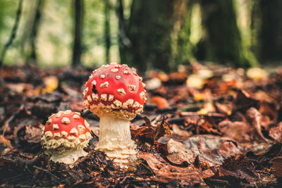 Close-up of mushroom growing on field