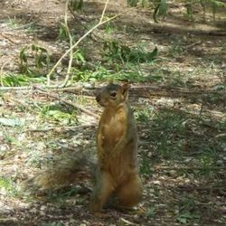 Monkey in forest