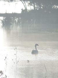 Bird flying over calm lake