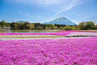 Scenic view of pink flowering plants against sky