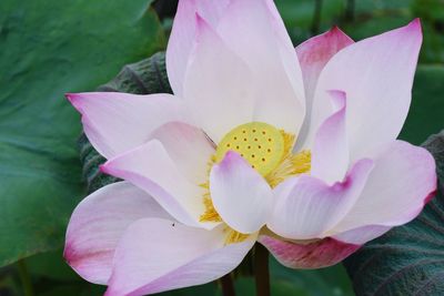 Close-up of pink lotus water lily