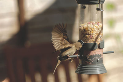 Close-up of bird feeding in feeder