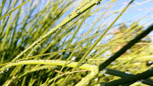 Close-up of fresh green plant