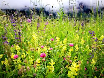 Close-up of purple flowering plants on field