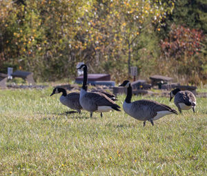 Canada geese in field
