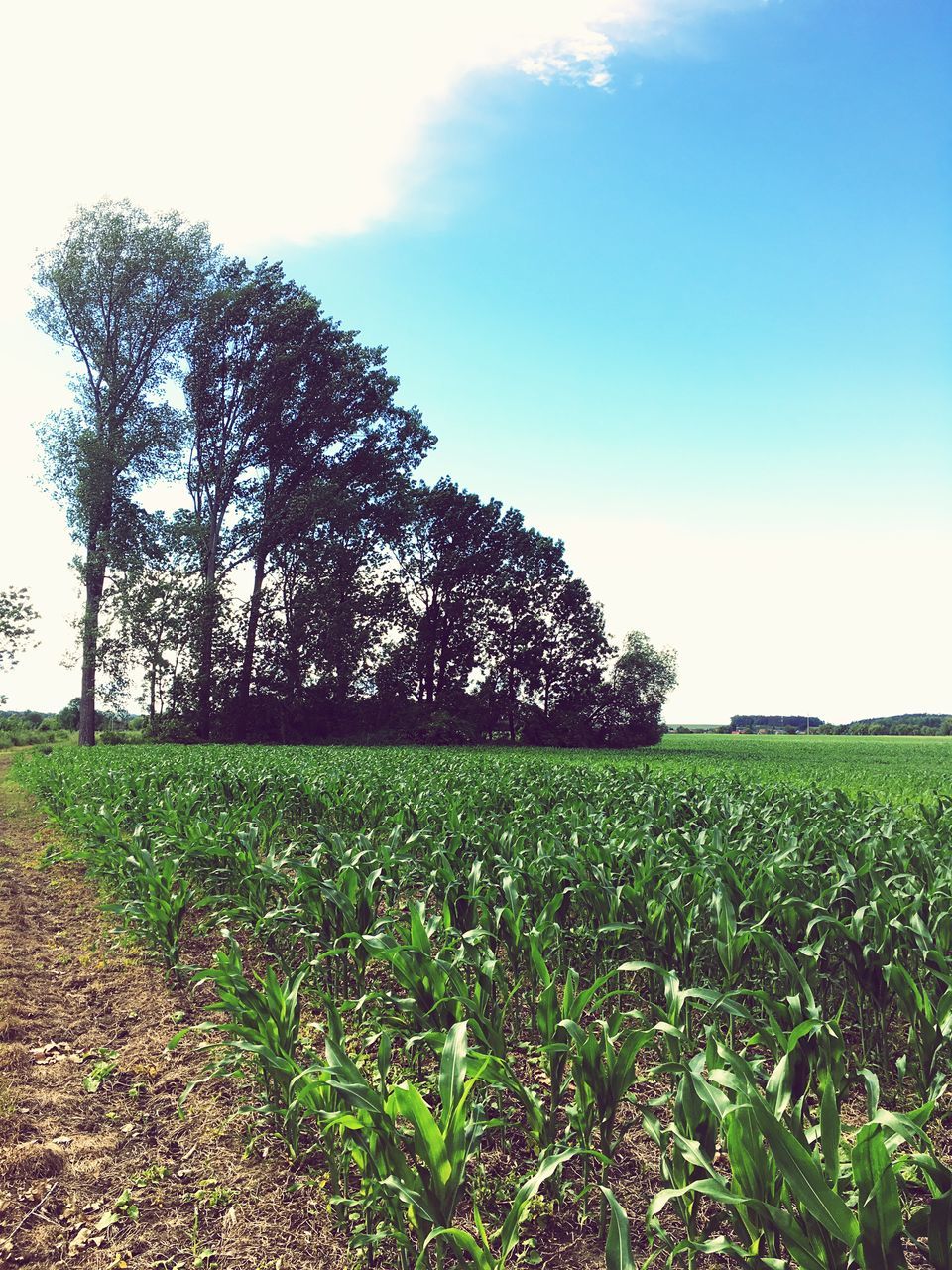 field, grass, tranquility, growth, landscape, tranquil scene, sky, tree, nature, beauty in nature, grassy, clear sky, scenics, sunlight, rural scene, green color, plant, outdoors, no people, day