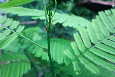 Close-up of fern leaves