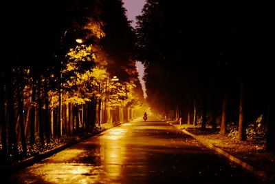 Road along trees at night