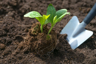 Close-up of potted plant