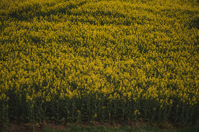 View of yellow flowering plants on field