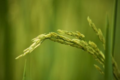 Close-up of crop growing on field