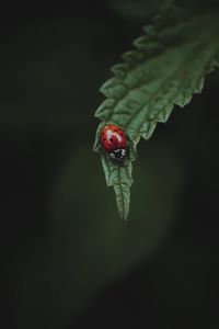 Close-up of ladybug on leaf
