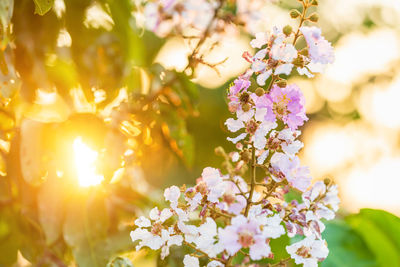 Close-up of white flowering tree