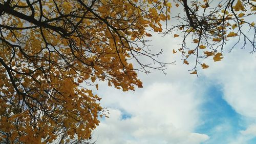 Low angle view of trees against sky