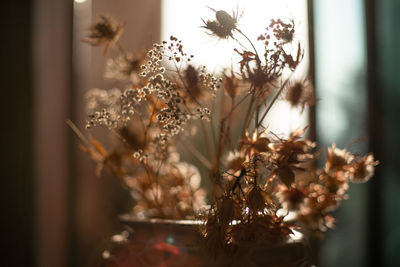 Backlited flowers in vase on the table in sunset time