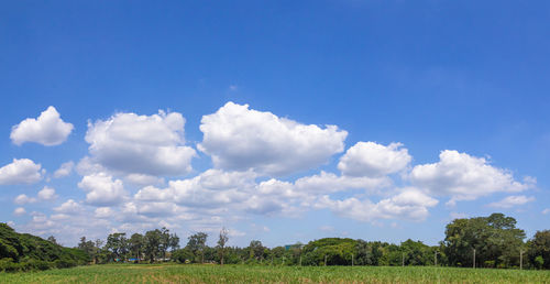 Trees on field against sky