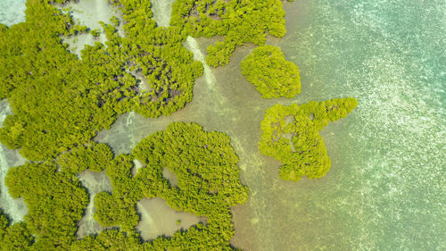 High angle view of plants in water