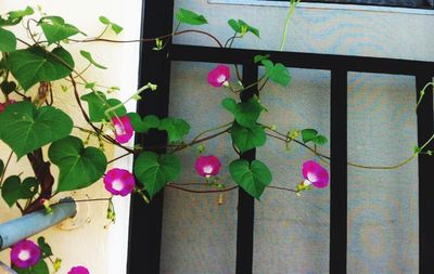 Close-up of pink flowers