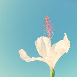 Low angle view of flowers blooming against clear blue sky