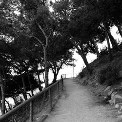 Road passing through forest