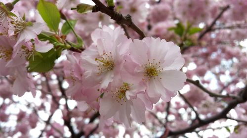 Low angle view of cherry blossoms