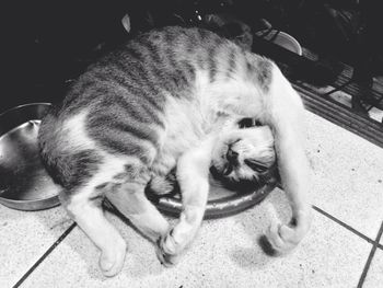 Two cats sleeping on white surface