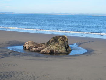 Driftwood on beach by sea against sky