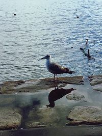 Seagull perching on lake