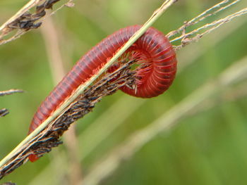 Close-up of centipede on plant