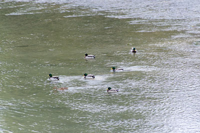 Swans swimming in lake