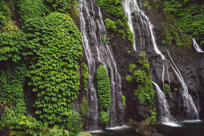 Scenic view of waterfall in forest