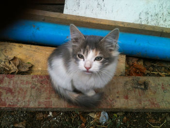 High angle portrait of cat by wall