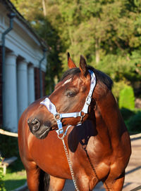 Horse in ranch