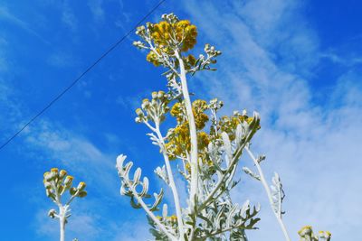 Low angle view of flowering plant against blue sky