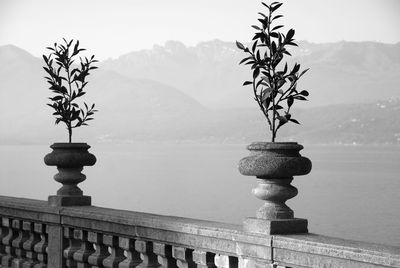 View of plant with sea in background