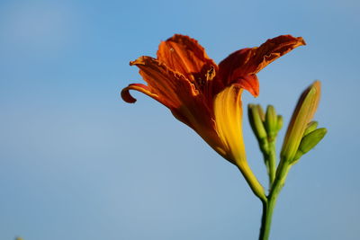 Close up of orange lily blooming against clear blue sky