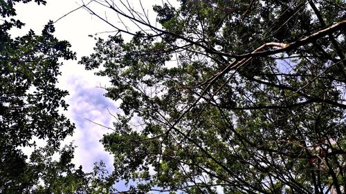 Low angle view of trees in forest against sky