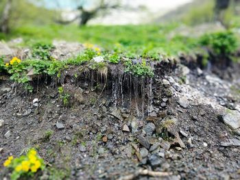 Close-up of lichen on field