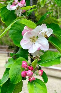Close-up of pink flowers blooming outdoors