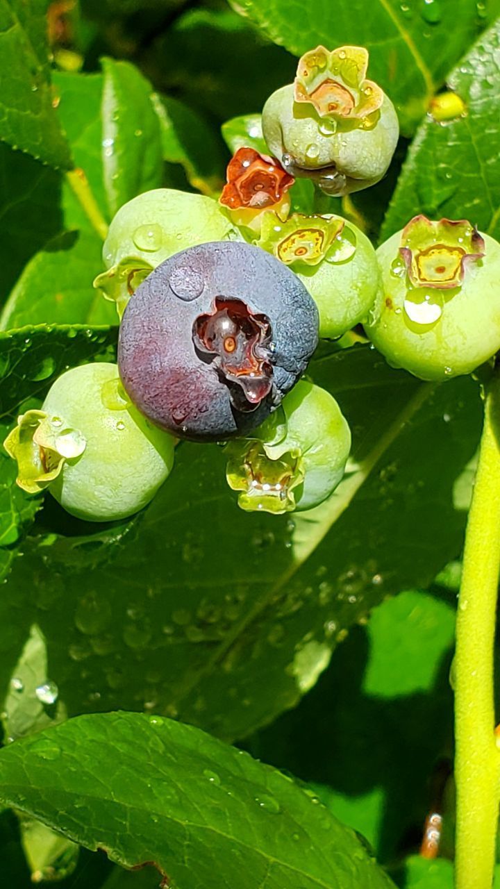 CLOSE-UP OF RAINDROPS ON PLANT