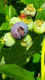 High angle view of raindrops on plant