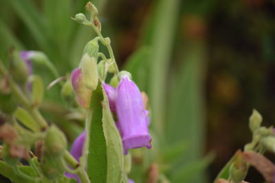 Close-up of flower blooming outdoors