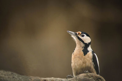 Close-up of bird perching on rock