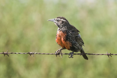 Close-up of bird perching on branch