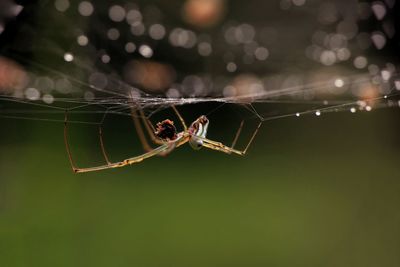 Close-up of spider on web