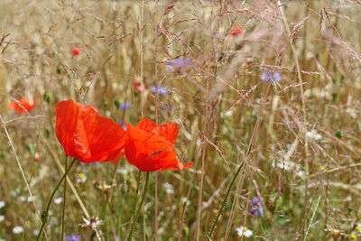 Close-up of red poppy flower on field