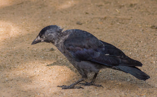 Close-up of bird