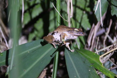 Close-up of frog on plant